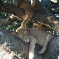 タンザニアツアー案内