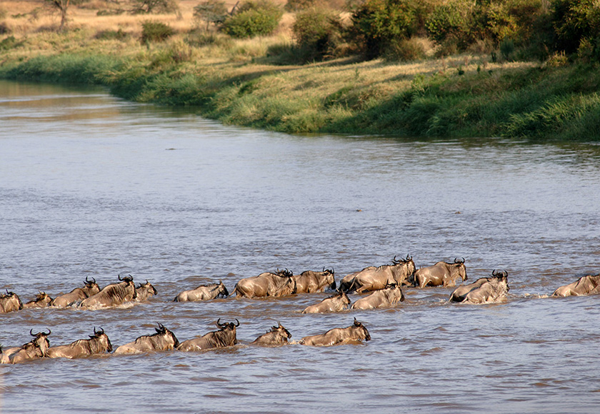 タンザニアツアー写真
